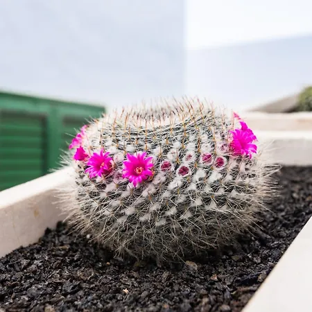 Dom wakacyjny Casa Volcan De Caldera Blanca *